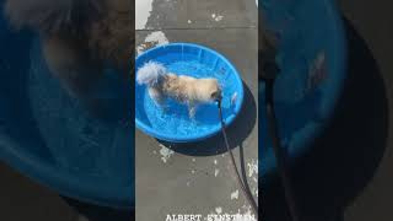 Pup Fills Up His Pool