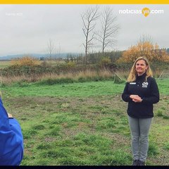 Mascotas adoptadas durante la pandemia han sido devueltas