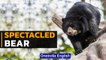 Guardians of Spectacled Bear | Saving South America’s Only Bear Species | Oneindia News