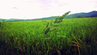 Paddy field landscape
