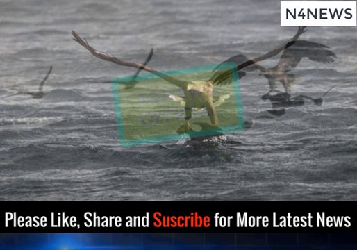 Incredible Moment Sea Eagle Snatches Shag from Water Near Isle of Skye