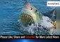 Sharks Amassing Tracker Shows Great White Sharks Gathering in the Atlantic Ocean Near Coast of US