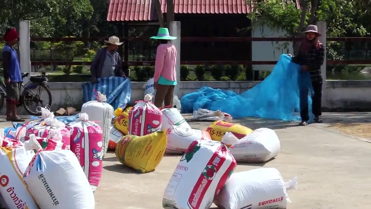 ประกันรายได้เกษตรกร เงินส่วนต่างราคา เช็ค ธ.ก.ส. นัดโอนพรุ่งนี้