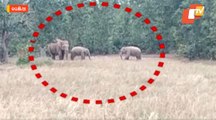 Elephants Destroy Crops & Houses In Karanjia