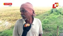 No End To Farmers' Miseries In Odisha – Incessant Rain Destroys Crops In Nabarangpur
