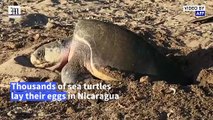 Endangered sea turtles lay their eggs on Nicaraguan beaches