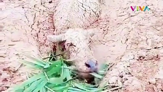 Ajaib! Hewan ini Selamat dari Terjangan Lahar Gunung Semeru