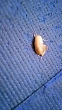 White cockroach