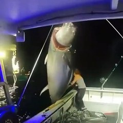 Giant Tuna Fish Caught!!!