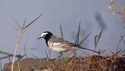 Masked wagtail (Motacilla alba) Sounds Call Song Voice Noise Chirping