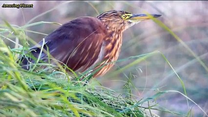 Yellow bittern (Ixobrychus sinensis)