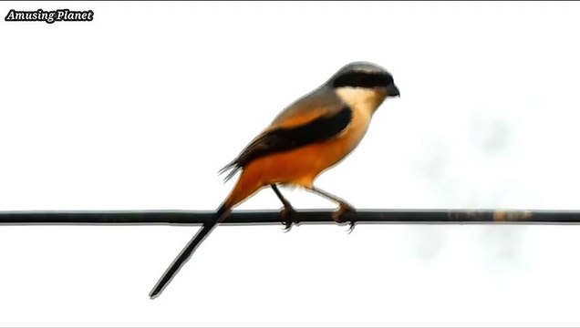 rufous-backed shrike (Lanius schach)