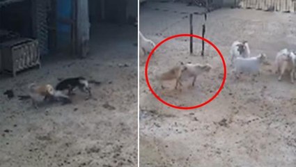 Talihsiz keçinin acı sonu! Görüntüyü izleyenler kangalların kıymetini bir kez daha anlıyor