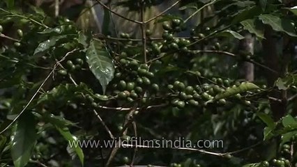 Coffee plants in spice plantation in Kerala