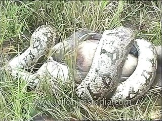 Indian Python crushes langur to death
