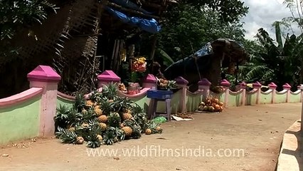 Mountain of pineapples, Thotti Palam