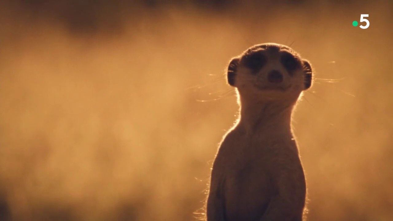 La vie des animaux - Avoir une vraie tanière