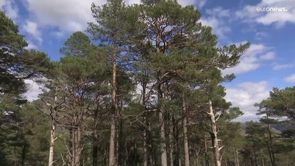 Plantar árvores em Gales pelo bem-estar do planeta e do homem