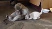 FUNNIEST MONKEYS- Cute And Funny Monkey Videos Compilation 2020 - pets  bonding