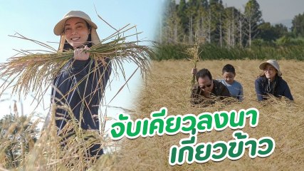 ตั๊ก บงกช ควงสามี พร้อมน้องข้าวหอม ลงมือเกี่ยวข้าวด้วยตัวเอง ณ ไร่เบญจรงคกุล