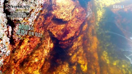 세계테마기행 - 알수록 신기한 지구- 25억년의 절대비경, 로라이마_#003