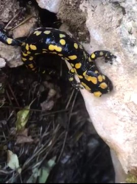 Batman'da nesli tükenmekte olan 'Türk semenderi' görüldü