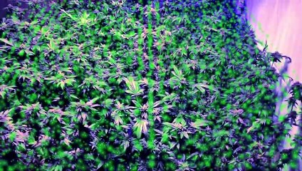 Amityville in the Hood Movie