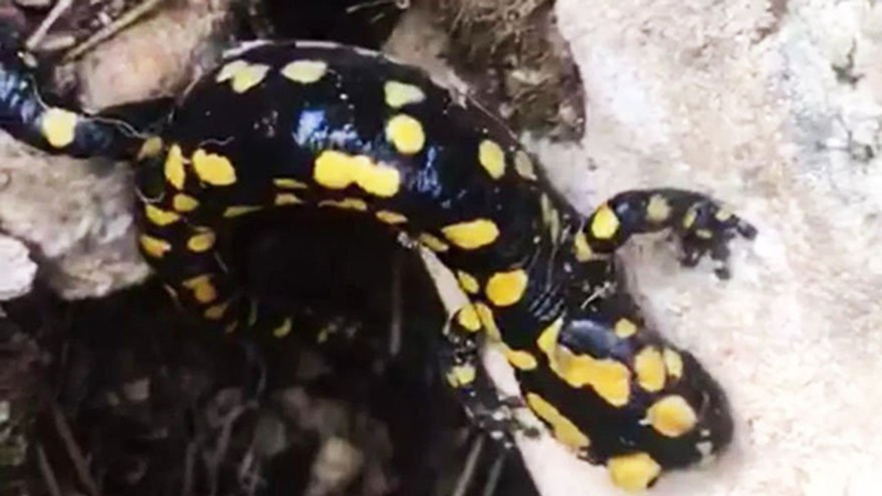 Batman’da Türk semenderi görüldü