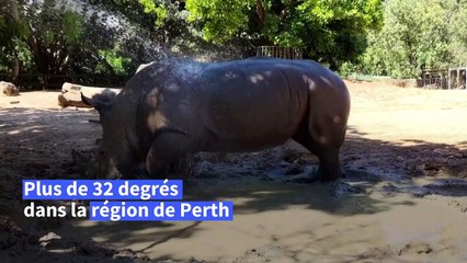 Australie: un rhinocéros prend un bain de boue dans un zoo à Perth