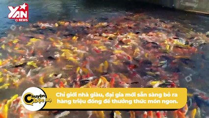 Mạnh dạn nuôi "thủy quái" có nguy cơ tuyệt chủng, anh chàng miền Tây bỏ túi cả tỉ đồng | Điện Ảnh Net
