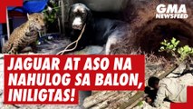 Jaguar at aso na nahulog sa open well, nailigtas | GMA News Feed