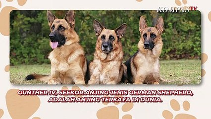 Ternyata Ada! Hewan Terkaya di Dunia, Hartanya Miliaran