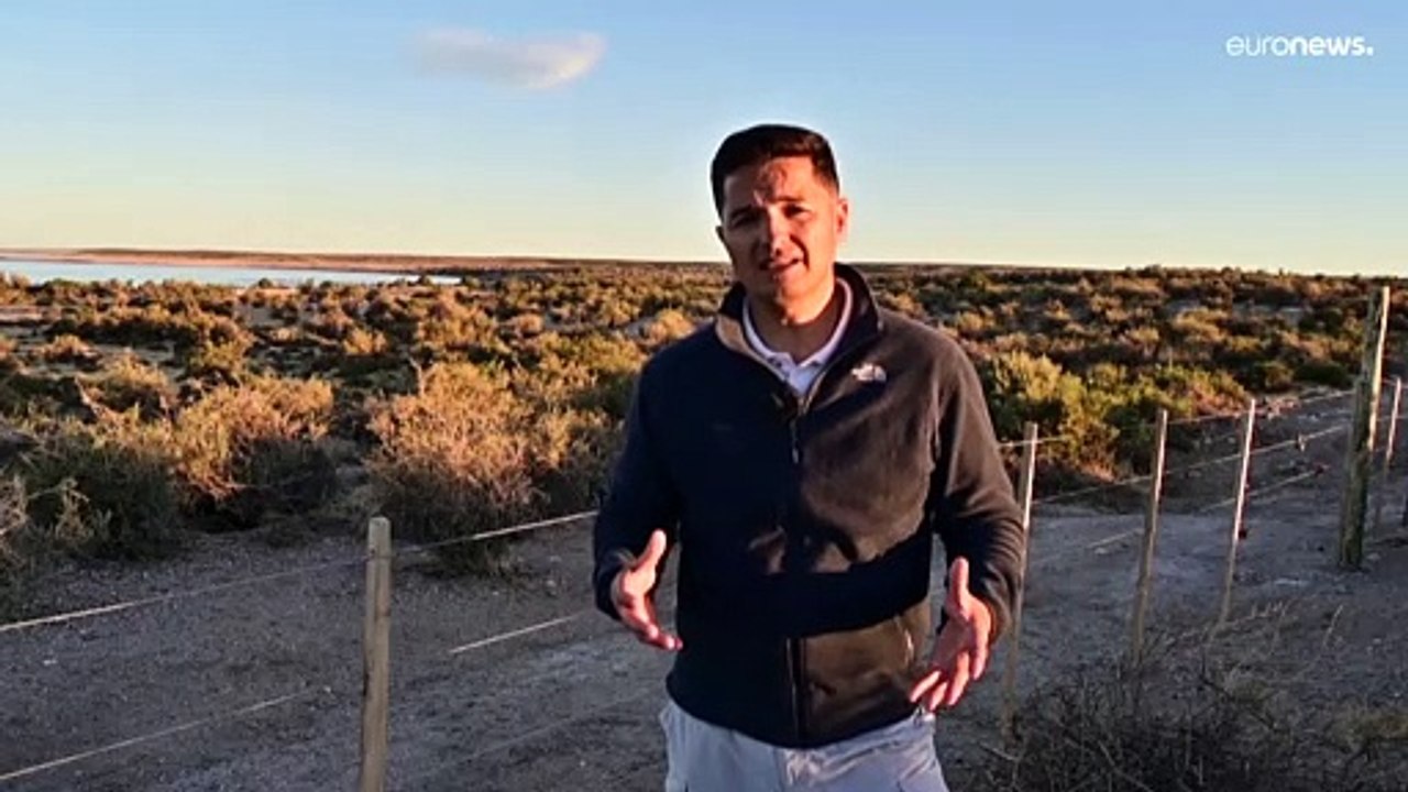 Matanza de pingüinos de Magallanes por la construcción de un camino rural