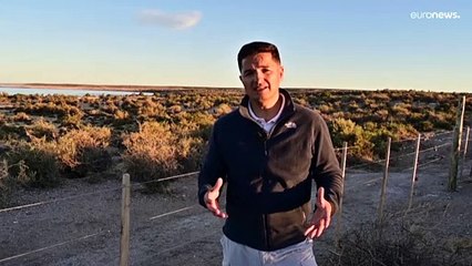 Matanza de pingüinos de Magallanes por la construcción de un camino rural