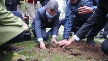 Üreticilere 20 bin adet keçiboynuzu fidanı dağıtıldı