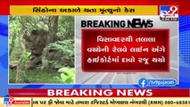 Premature death case of lions_ WR drops plan of installing broad gauge in Gir Sanctuary _ Tv9News