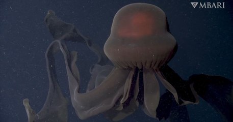 Une impressionnante méduse géante a été filmée lors d'une exploration sous-marine en Californie