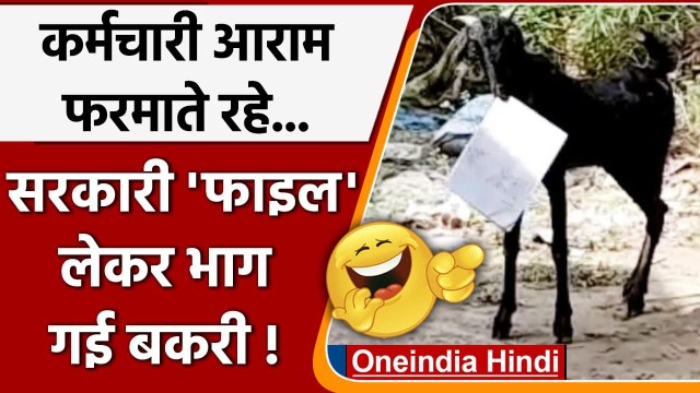 Viral Video: कर्मचारी आराम फरमाते रहे, सरकारी फाइल लेकर भाग गई बकरी ! | वनइंडिया हिंदी
