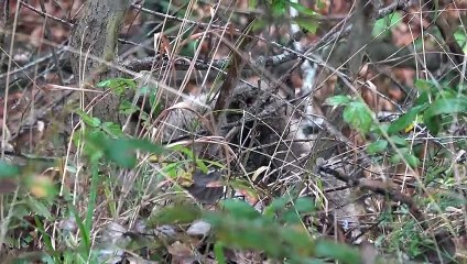Bursa'da ayı kurtarma operasyonu