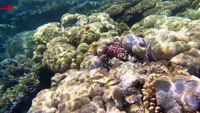 These Deliberately Sunk Jumbo Aircrafts Become Man Made Reefs and Diving Destinations