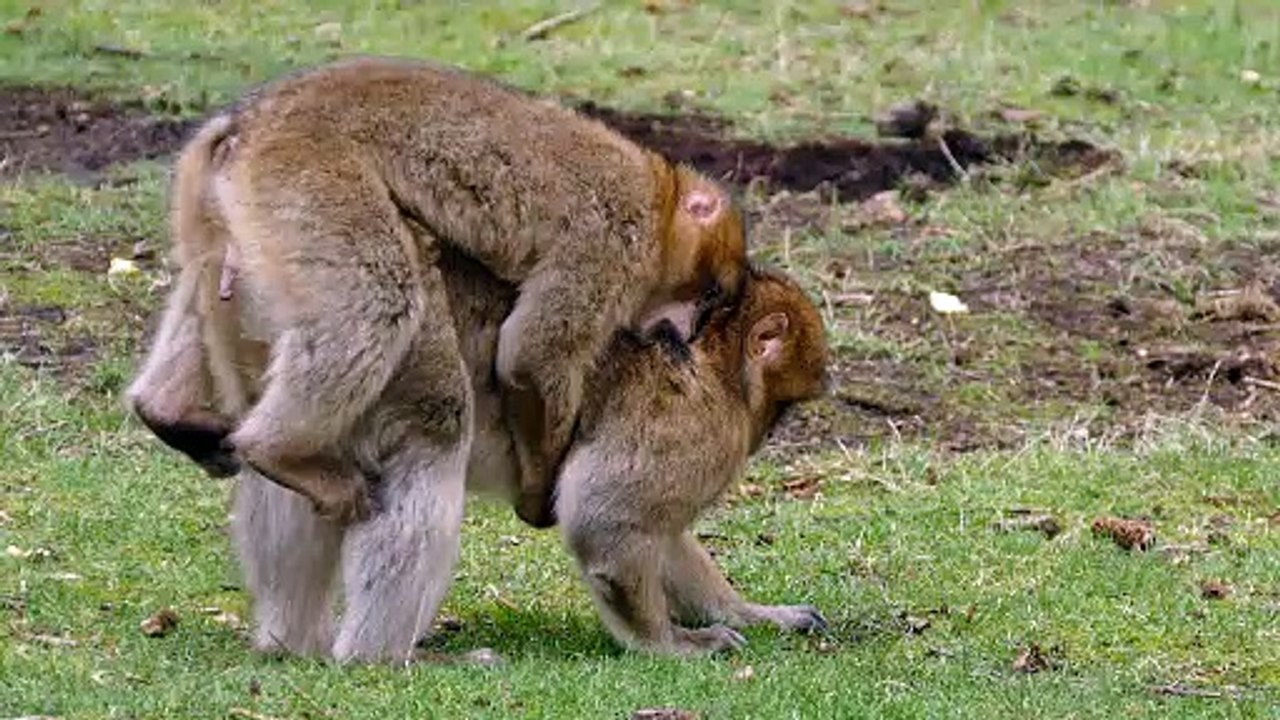 "The Lice therapy" of a Monkey family that has gone viral