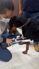 Amputee Doberman Fitted for Prosthetic Leg