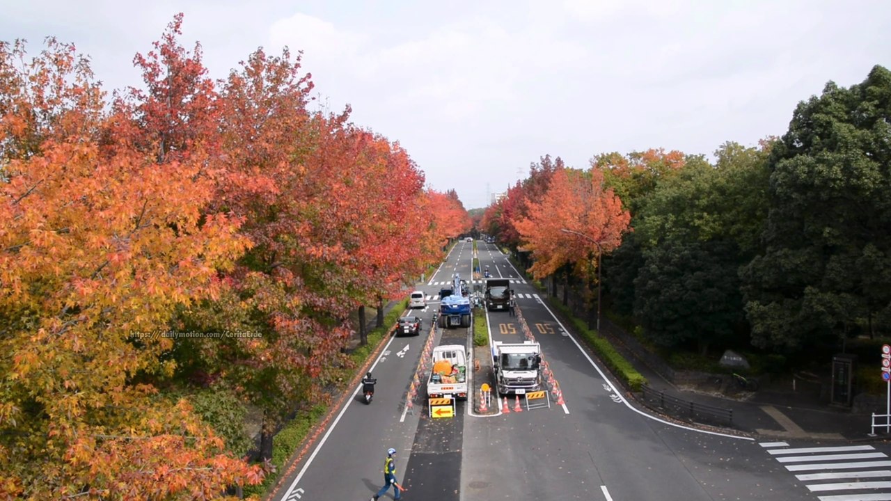 Tokyo Autumn Color Spots 2021 Autumn leaves along Kaminone Odori street Tama Shi Tokyo Japan 紅葉スポット　東京都 多摩市上之根大通りのモミジバフウ(紅葉葉楓)
