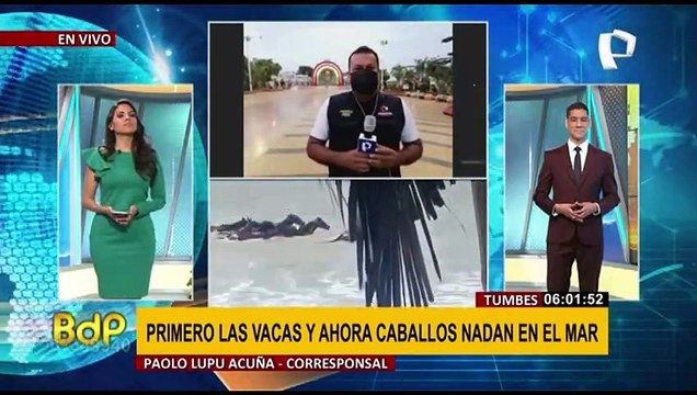 Tumbes: vacas y caballos fueron captadas nadando en el mar de Zorritos