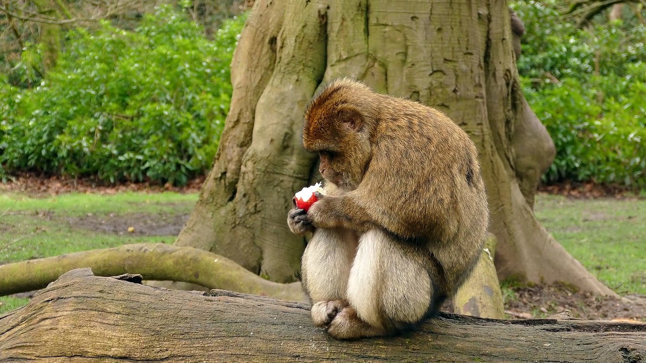 'An apple a day keeps the doctor away', recommends this foodie monkey
