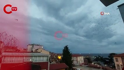 Tekirdağ'da karga istilası: Gökyüzünde korku sahnelerini aratmayan görüntüler