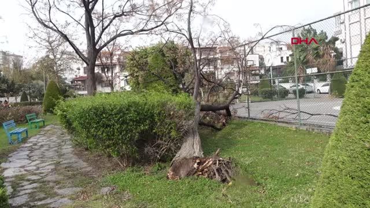 MURATPAŞA'DA 170 AĞAÇ DEVRİLDİ