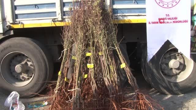 Elazığ'da çiftçiye 68 bin 500 adet badem fidanı dağıtıldı
