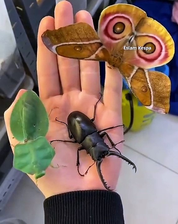 etonnante nature