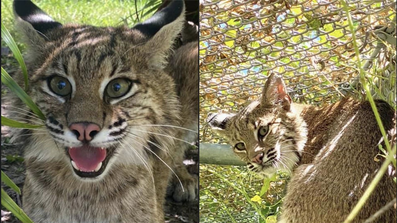 Bobcats Get Tracking Collars